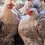 Thumbnail: 6 Bantam Cochin Hens Choice Eggs