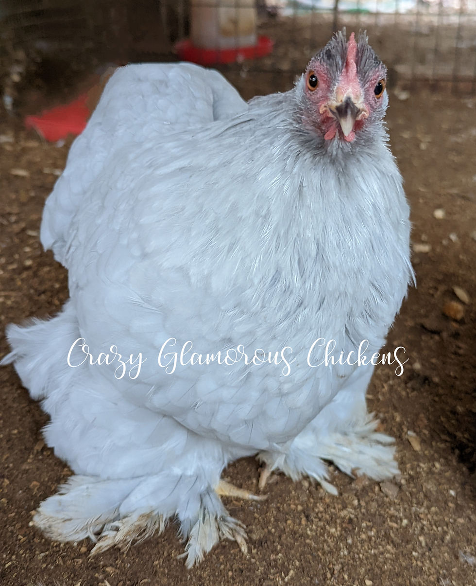 Thumbnail: 6 Lavender/Black Split to Lavender Bantam Cochin Hatching Eggs