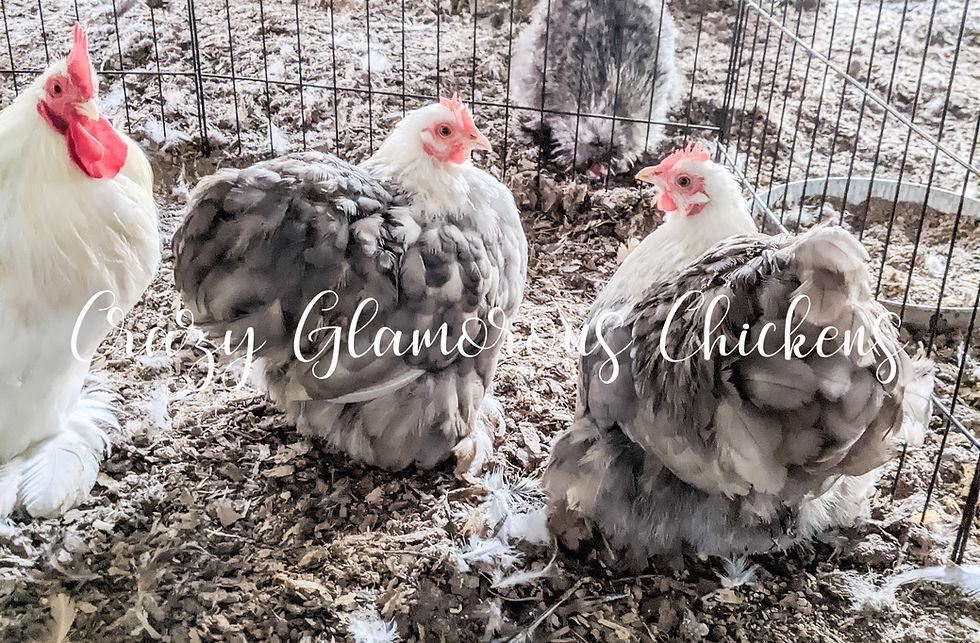 Thumbnail: 6 Bobtail Bantam Cochin Hatching Eggs (Orders of 6 ONLY)