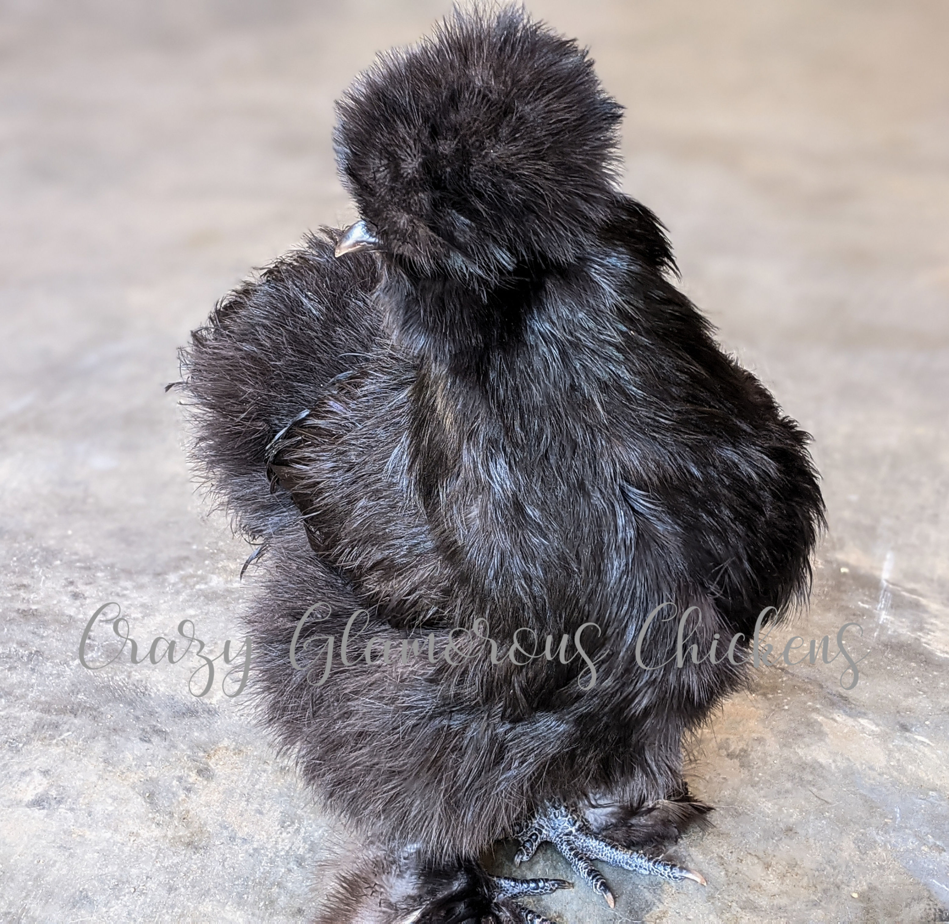 6 Hens Choice Silkie Eggs