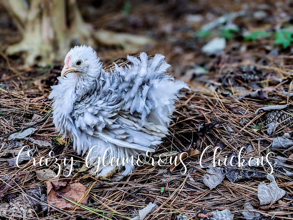 Thumbnail: 6 Bobtail Bantam Cochin Hatching Eggs (Orders of 6 ONLY)