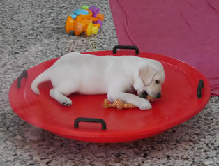 Guide Dogs in Glenferrie