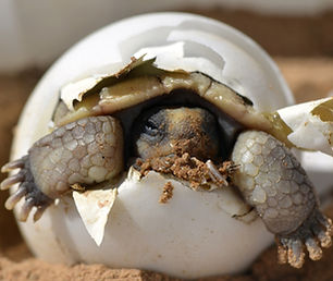 Reptile Breeding (2)