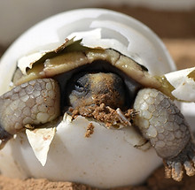 Schlüpfende Schildkrötenbaby