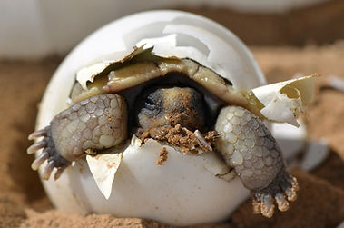 Reptile Breeding (2)