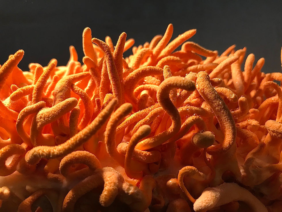Thumbnail: Cordyceps Dual-Extraction Tincture