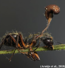 Ophiocordyceps camponoti-femorati