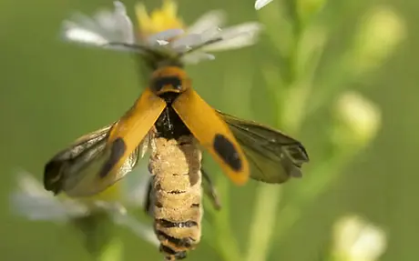 picture of a zombie goldenrod soldier beetle
