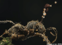 Ophiocordyceps camponoti-nidulantis