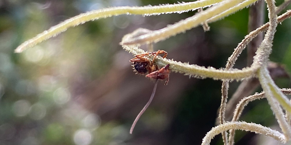 Zombie Ant Hunt at the Chuluota Wilderness Area