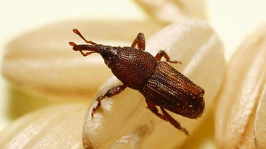 HGIC_insects_riceweevil_16x9.jpg