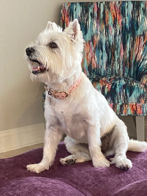 The enchanting canine, Petunia Silverman, sporting a whimsical pink cherry print dog collar, posing happily on her purple sectional sofa. A very wise and stylish Westie pooch with a lot to teach humankind.
