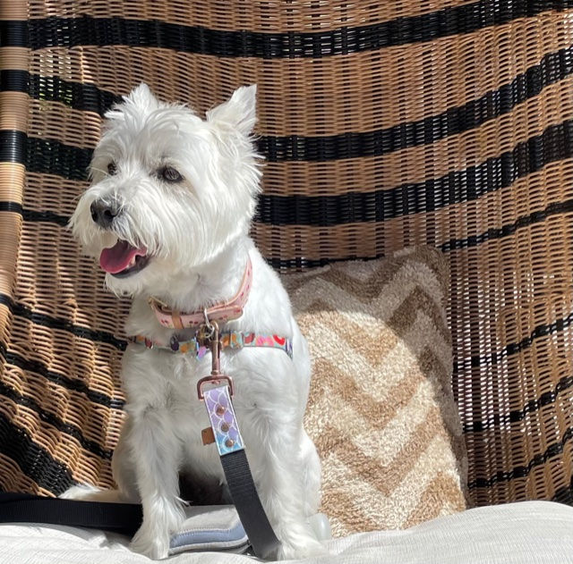 Westie dog trendsetter, Petunia Silverman sporting colorful, luxe doggy accessories while sunbathing at The Ritz Carlton Amelia Island.