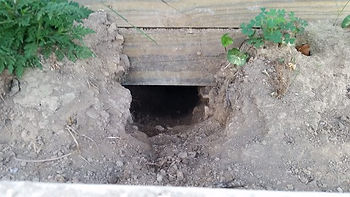 Groundhog Damage