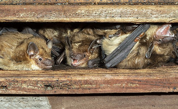 Bat Colony