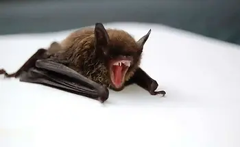 Bat Removal