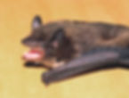 Bat Removal