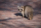 Raccoon on Roof