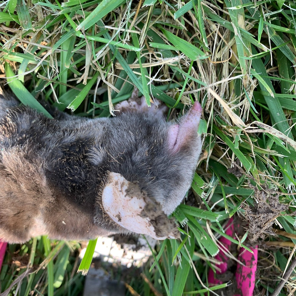 How To Get Rid Of A Mole In The Yard