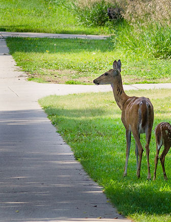 Deer in Yard