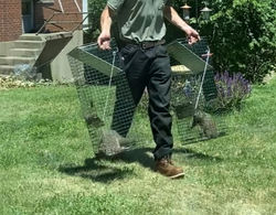 Groundhog Trapping