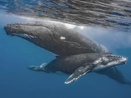 The Complete List of Every Whale Species in Existence