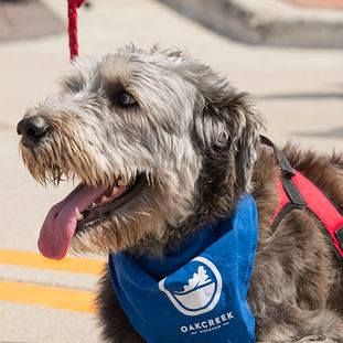 A panting, shaggy brown dog wearing a blue scarf with the Oak Creek logo mark printed on it.