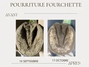 fourchette pourrie avant après