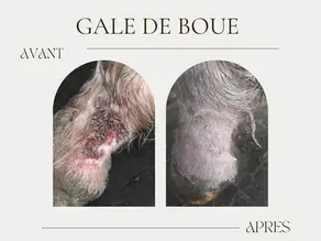 gale de boue du cheval avant après