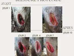 avant apres cicatrication plaie profonde cheval