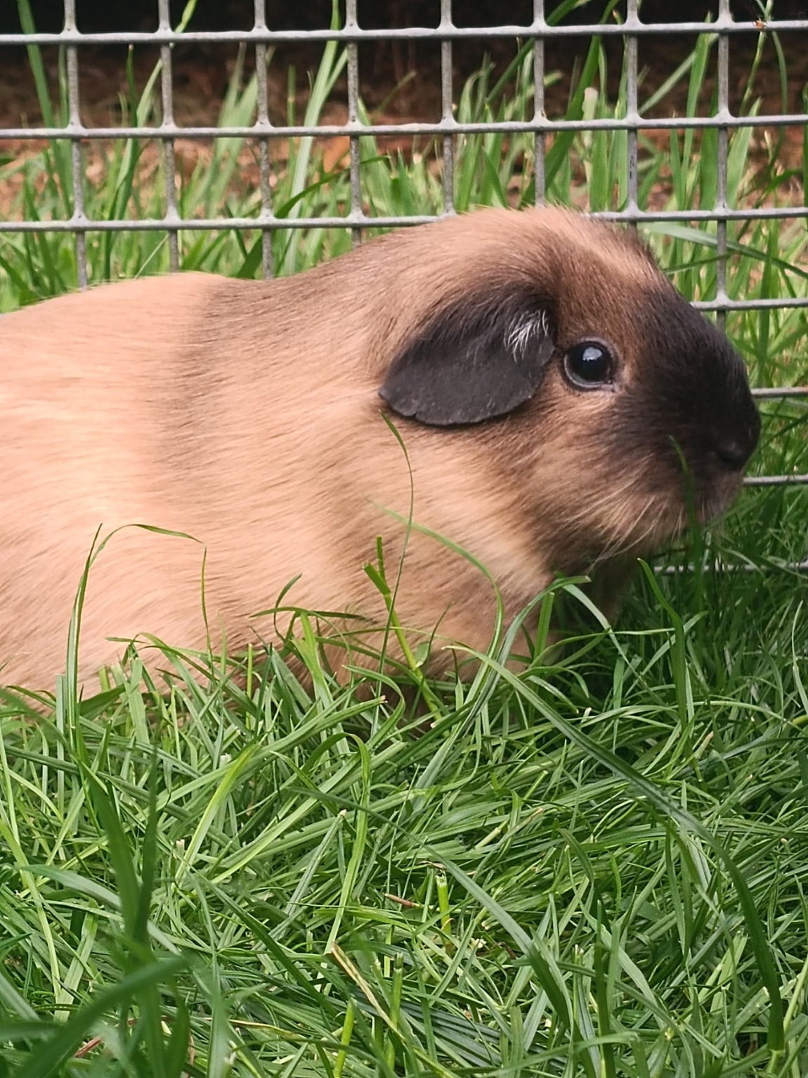 The image shows a guinea pig surviving the heatwave
