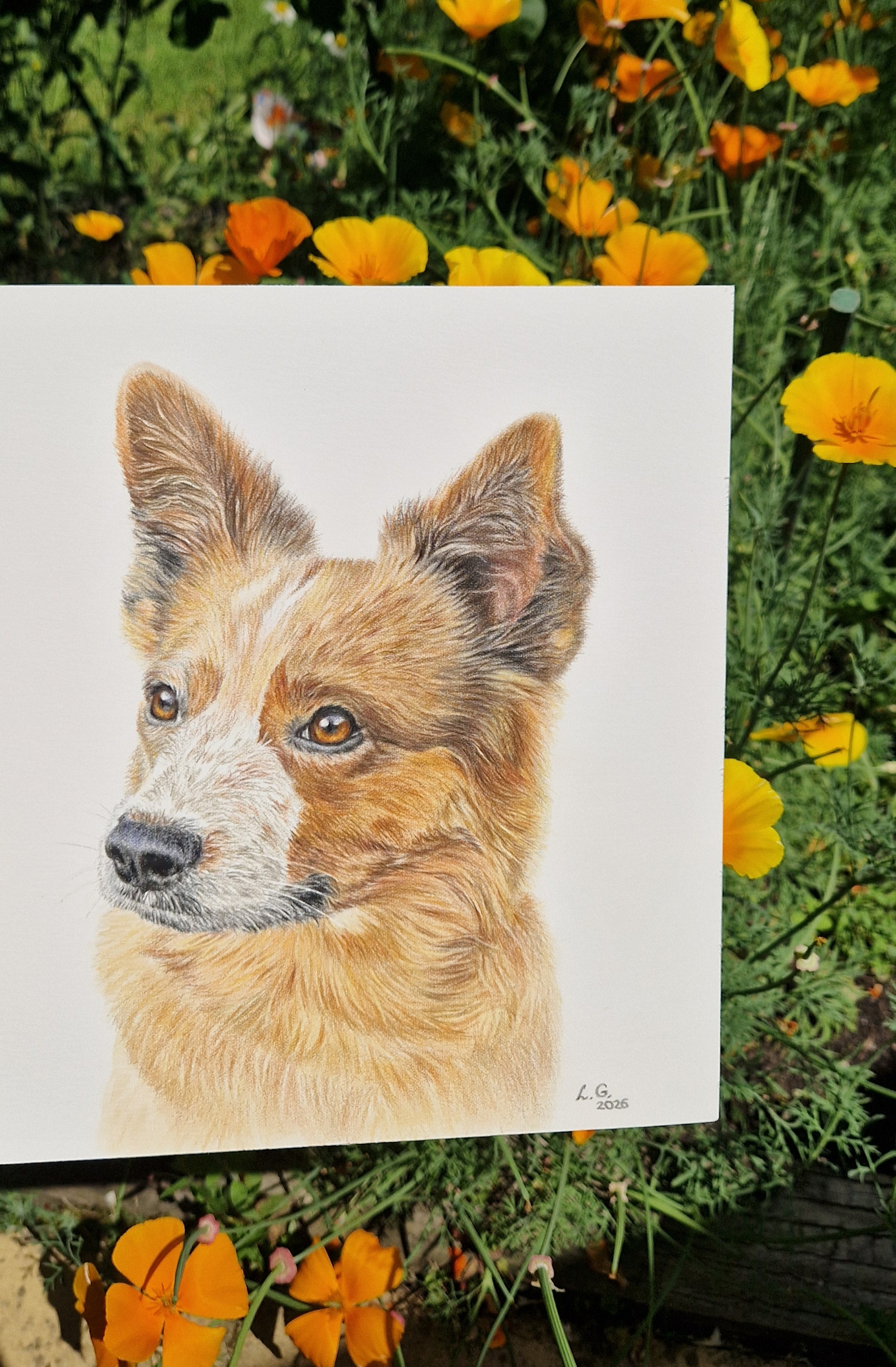 Close up portrait of Francine the dog