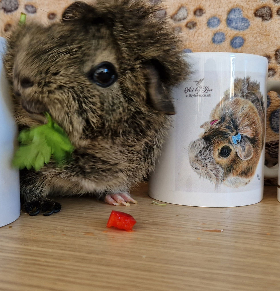 Thumbnail: Limited edition, original mug for guinea pig lovers :)