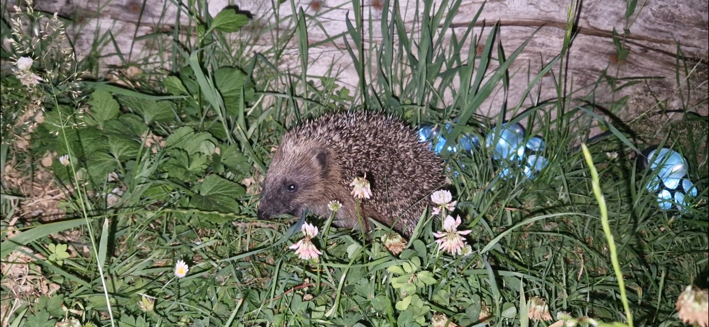 Little hedgehogs visiting the garden at night