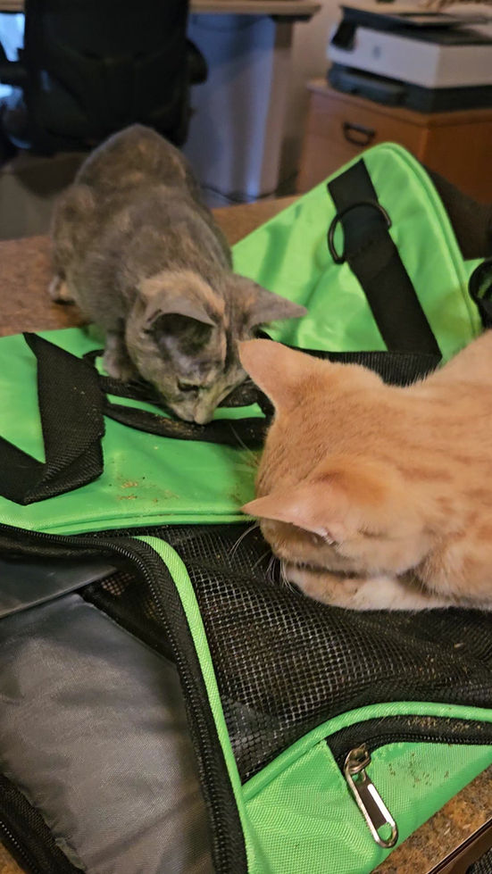 catnip joints cat toy