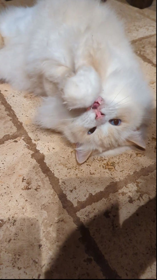 catnip joints cat toy