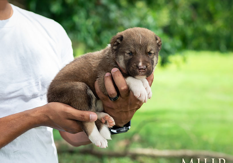 Armenian gampr puppy