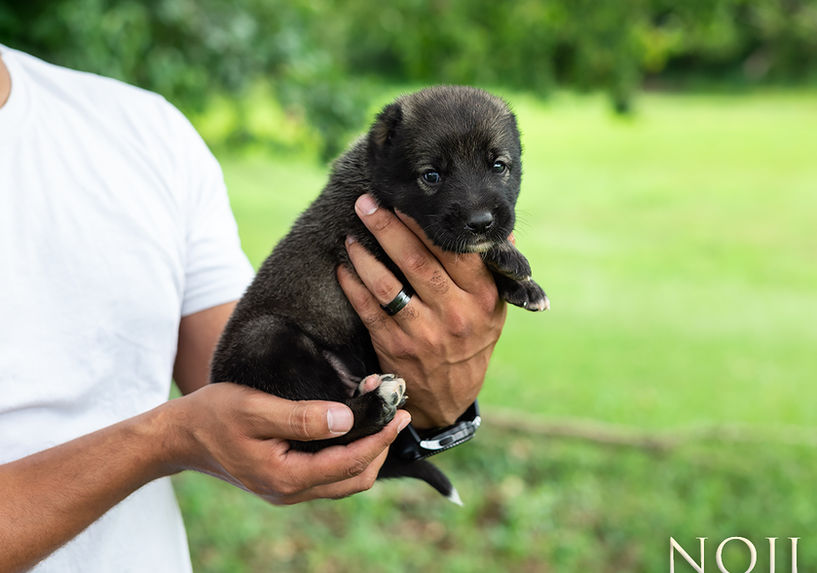 Armenian gampr puppy