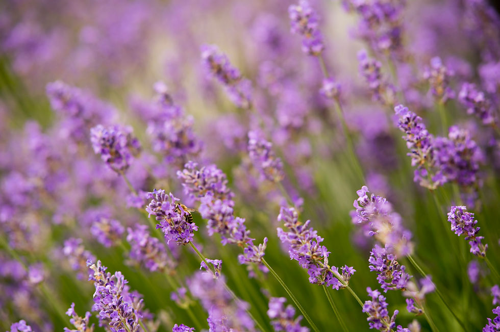 Lavender