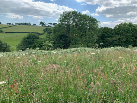 Do I Need a Preliminary Ecological Appraisal (PEA)?