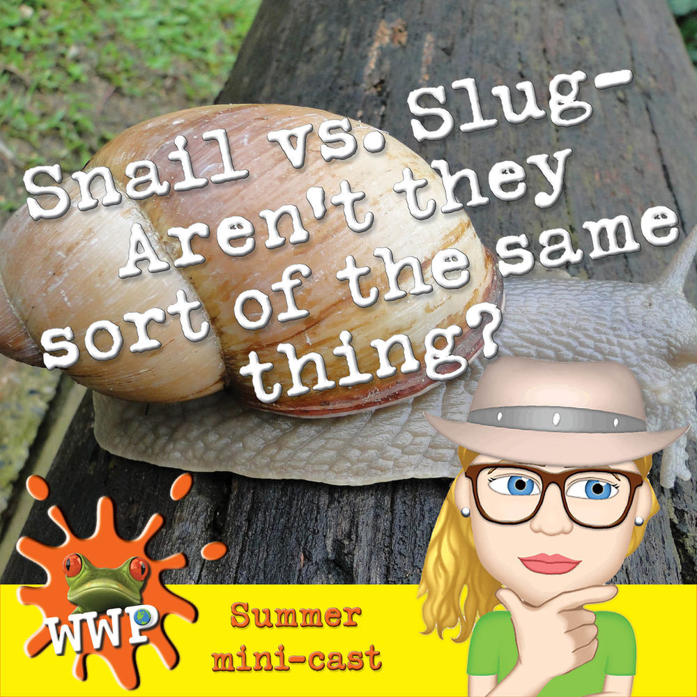 Snail vs slug