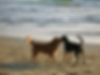 Dogs on the beach