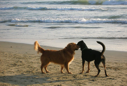 Dogs on the beach