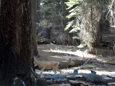 Yosemite National Park
