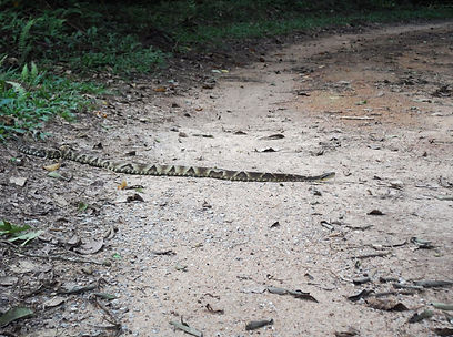 Cobra serra da cantareira