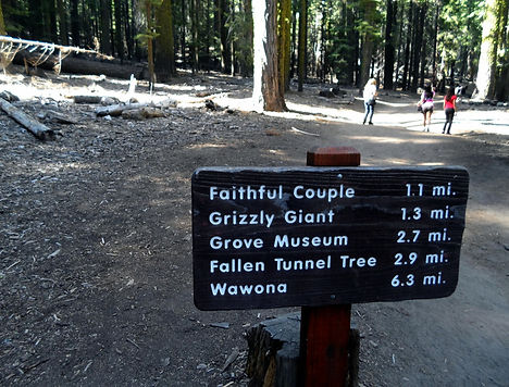 Mariposa Grove Yosemite National Park