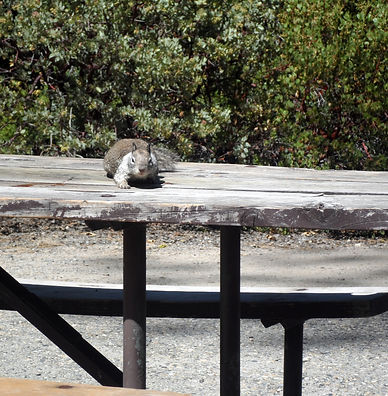 Yosemite National Park