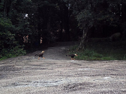 Carcarás Carcará Caracara