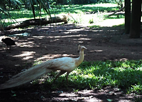 Parque das Aves