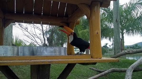 Beto Carrero Tucano